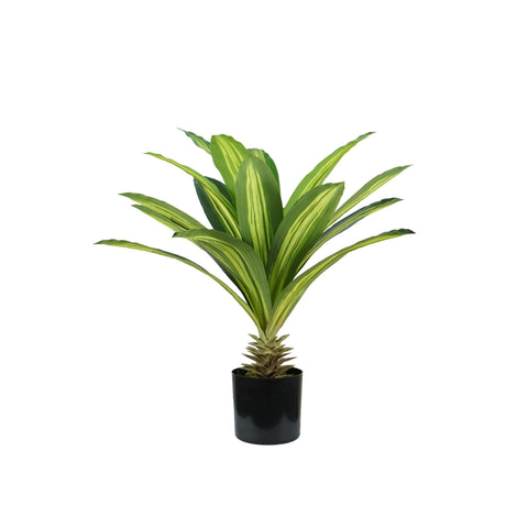 Pianta Dracaena In Polietilene Con 19 Foglie E Vaso Con Muschio 60cm