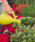 Annaffiatoio in Plastica Verde 1,6L per Piante da Interno e da Balcone Ean-8411782007880